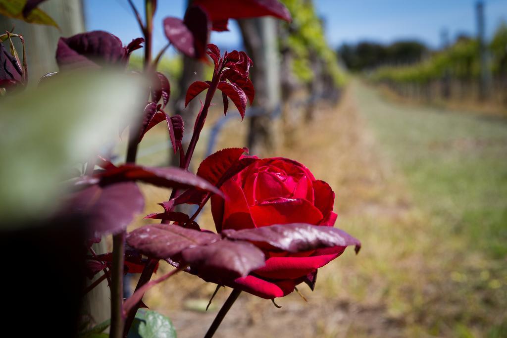 Margrain Vineyard Villas Martinborough Bagian luar foto